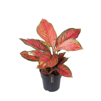 Aglaonema ruby love kolbenfaden 12 plantlovers schweiz zimmerpflanze