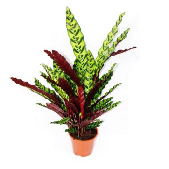 calathea lancifolia insigne korbmarante gross