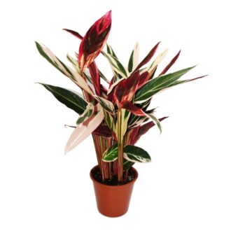 calathea triostar strohmarante gross