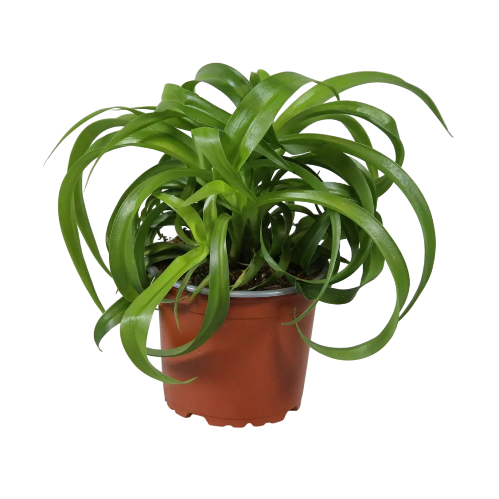 Chlorophytum comosum green bonnie online kaufen - plantlovers.ch