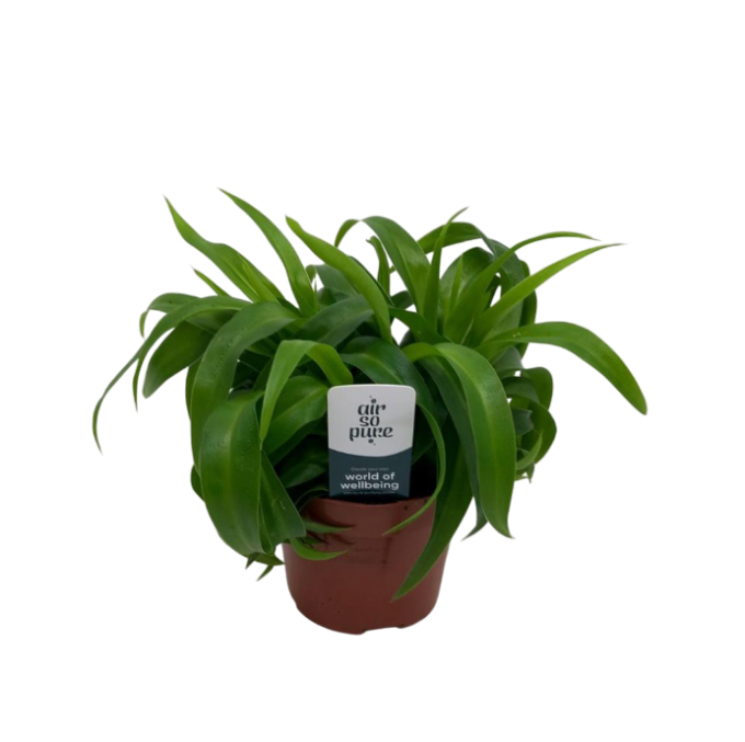 kaktus euphorbia kaufen Euphorbia Acruensis - Kaktus - Ø24cm