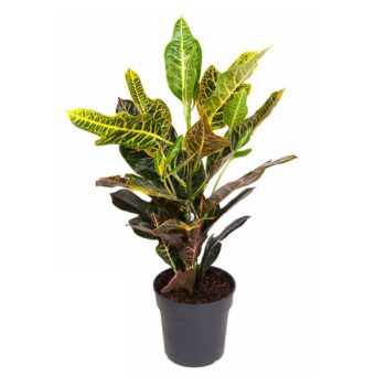 Codiaeum variegatum excellent croton 19 zimmerpflanze schweiz