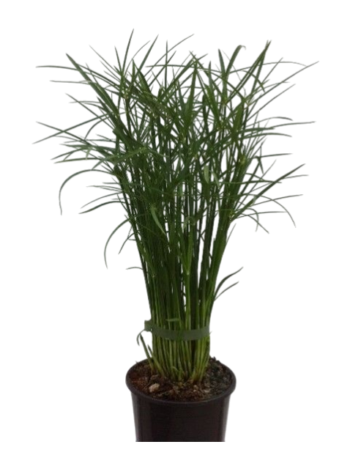 cyperus jela zyperngras plantlovers 12