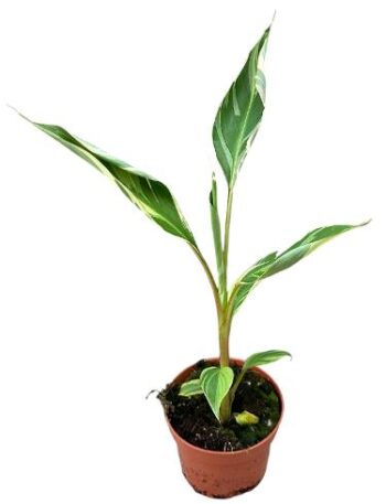 musa nono bananenpflanze bananenstaude bananenpalme