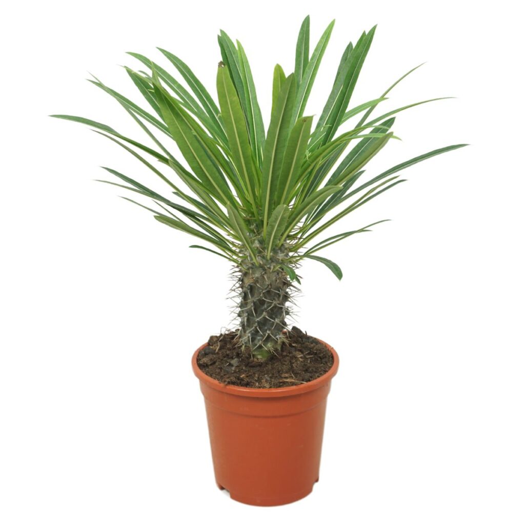 pachypodium lamerei (Madagaskarpalme) online kaufen - plantlovers.ch