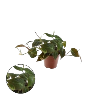 philodendron scandens micans baumfreund 12