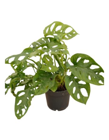 monstera obliqua fensterblatt