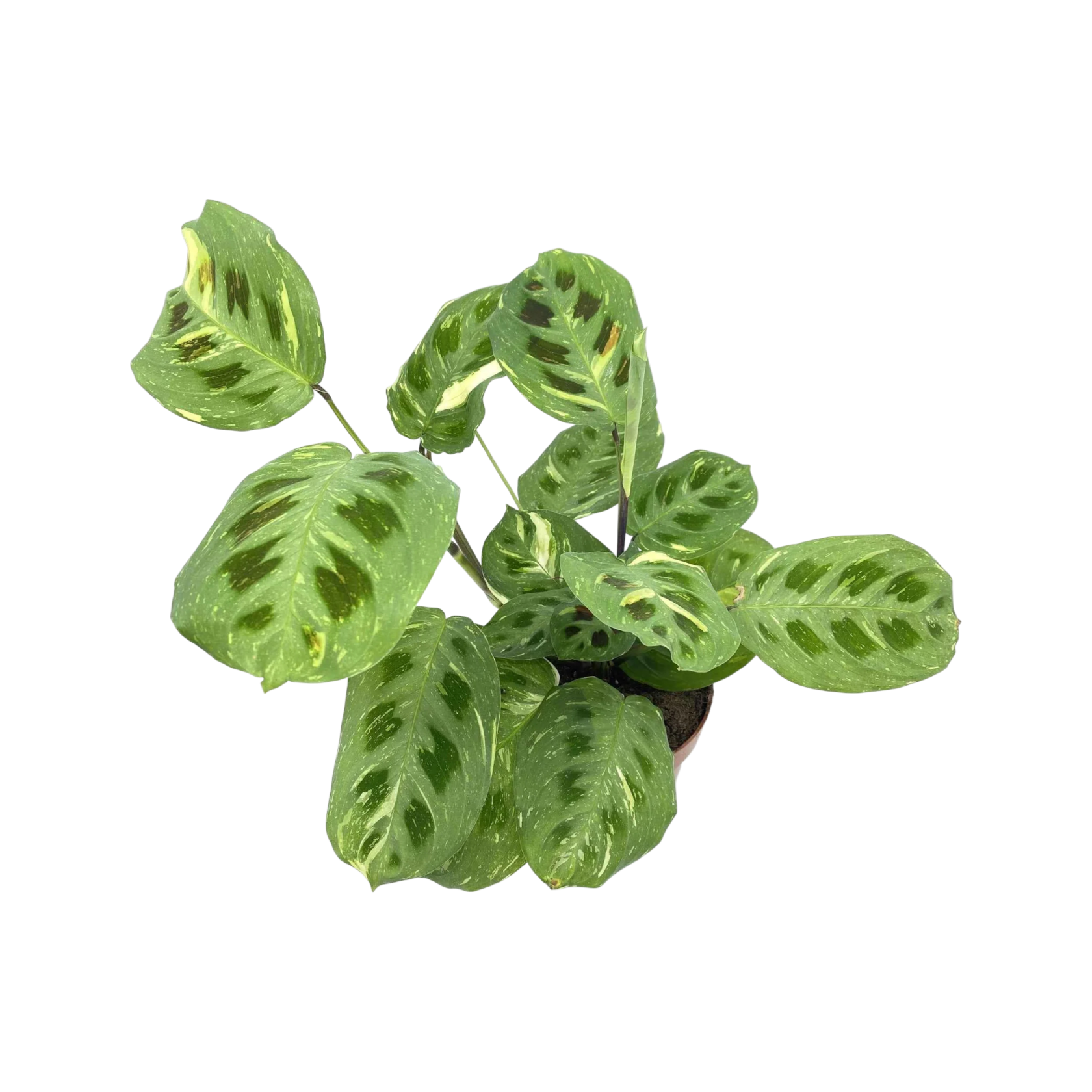 Maranta leuconeura kerchoveana variegata (Pfeilwurz) online kaufen -  plantlovers.ch