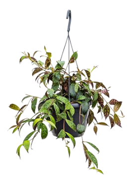 Aeschynanthus marmoratus Schamb