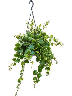 Aeschynanthus Pink Polka