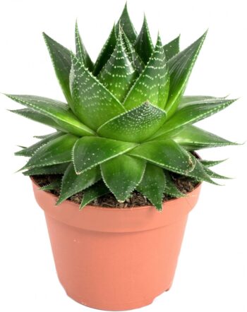 aloe aristata cosmo 13