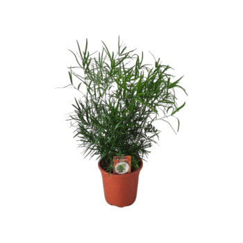 Asparagus falcatus Sichel-Spargel 17