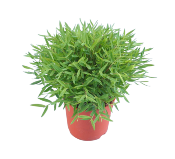 Bambusa pogonatherum monica 12