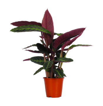 Calathea warscewiczii Korbmarante 19