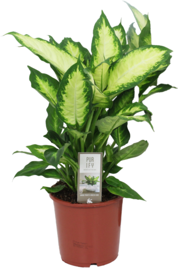 Dieffenbachia camilla 17