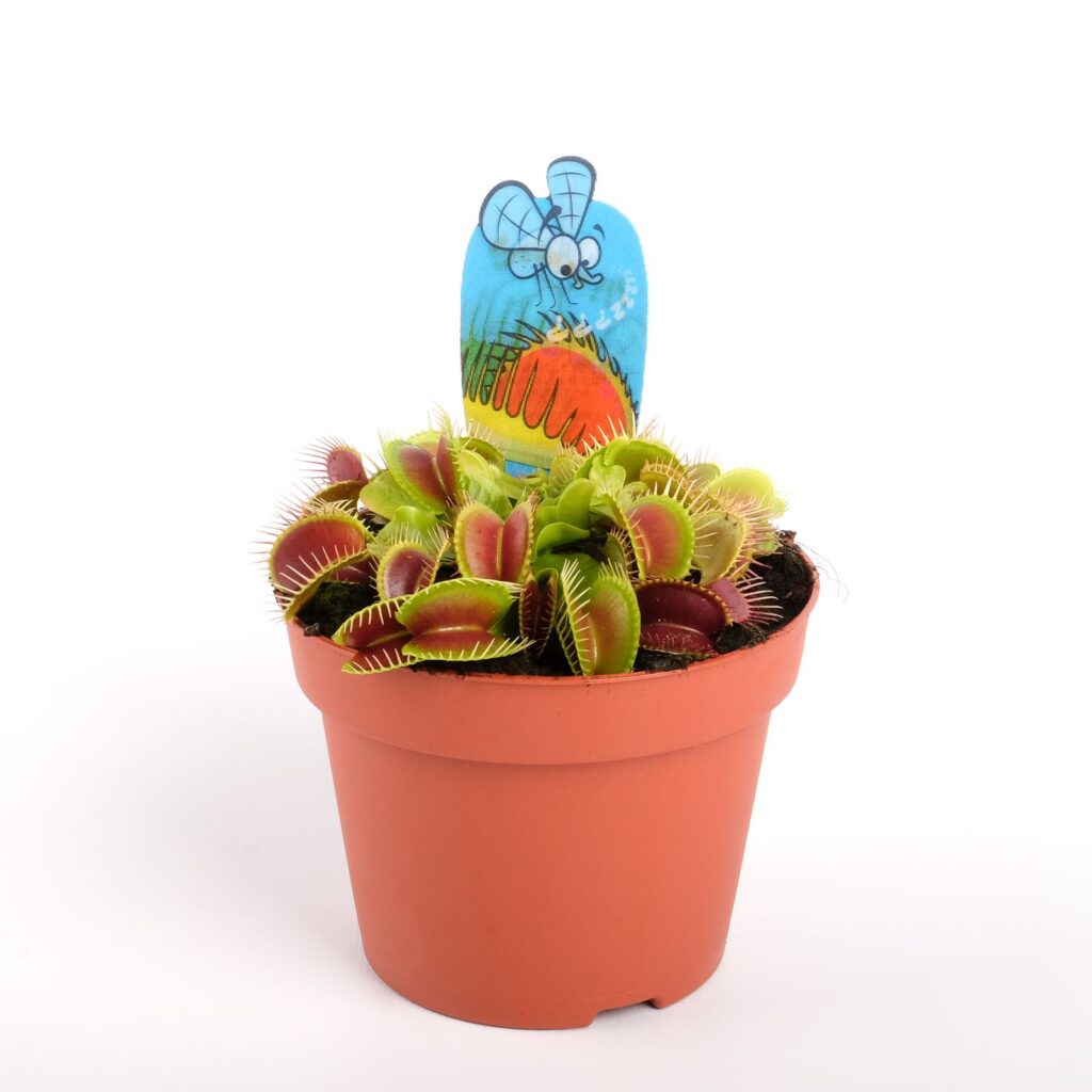 Dionaea Venusfliegenfalle Felischfresser Carnivor