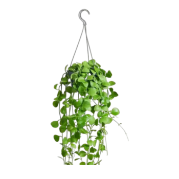 dischidia oinantha 14 hängepflanze ampel