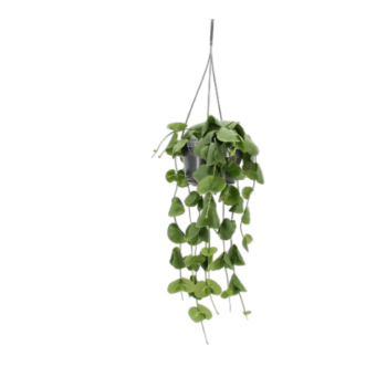 Dischidia platyphylla ampel hängepflanze