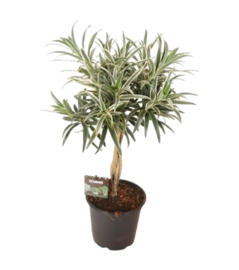 Dracaena reflexa Valentina