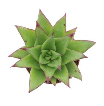 Echeveria agavoides ebony 12