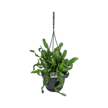 Epiphyllum guatemalensis ampel 14