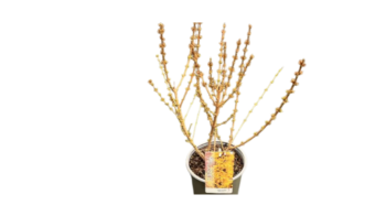 Forsythia x intermedia Mikador 19 goldrausch goldglöckchen