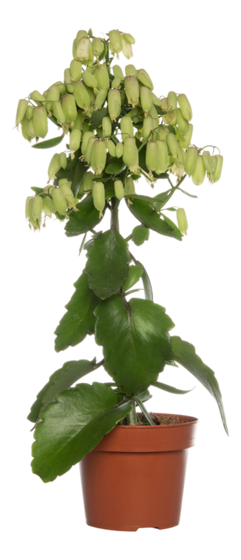 kalanchoe magic bells flammendes kätchen