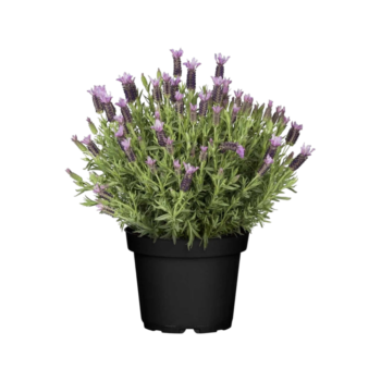 Lavandula stoechas schopflavendel schopf lavendel 18