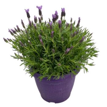 Lavandula stoechas 25