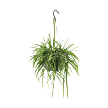 Lepismium bolivianum