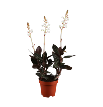 Ludisia discolor Juwelorchidee 12