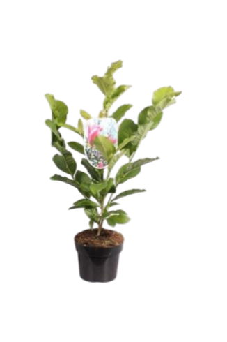 magnolia liliiflora susan