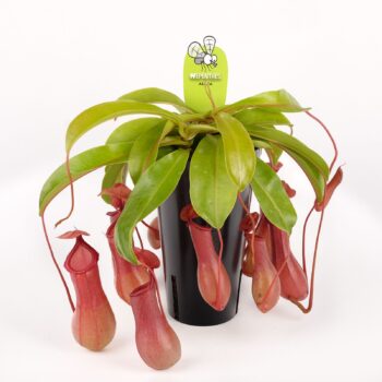 Nepenthes (Kannenpflanzen)