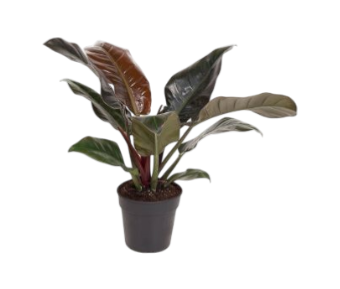 Philodendron imperial red 19
