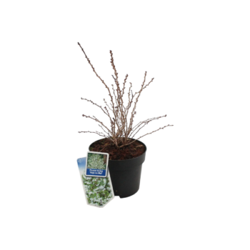 prunus incisa kojo no mai 17