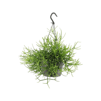 Rhipsalis heteroclada Ampel 17