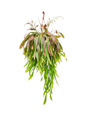 Rhipsalis red coral