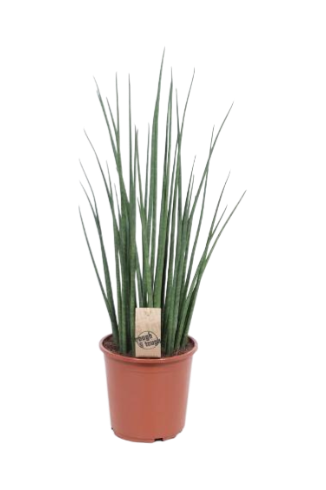 Sansevieria Bacularis Mikado 19