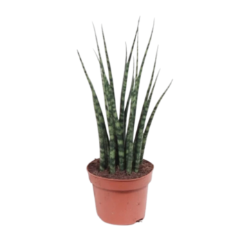Sansevieria cylindrica fernwood mikado (Bogenhanf) 12