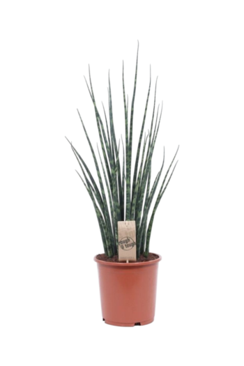 Sansevieria cylindrica fernwood mikado (Bogenhanf) 19 70
