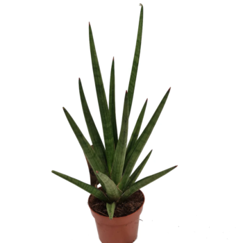 sansevieria cylindrica tough guy