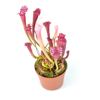 Sarracenia (Schlauchpflanze)
