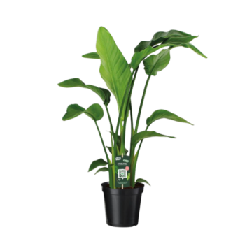 Strelitzia nicolai Baumstrelitzie 115