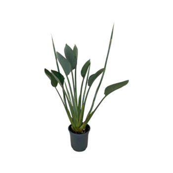 Strelitzia reginae Paradiesvogelblume Pappageien 19