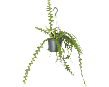 Epiphyllum anguliger Sägeblattkaktus 14