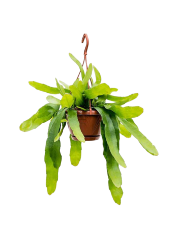 epiphyllum pumilum 1