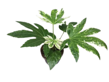 Fatsia japonica spider web zimmeraralie variegata