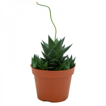 Haworthia limifolia 12