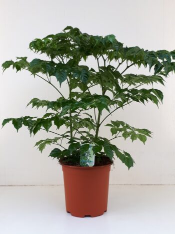 Radermachera sinica 19