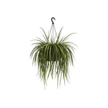 rhipsalis holvianum 14 ampel